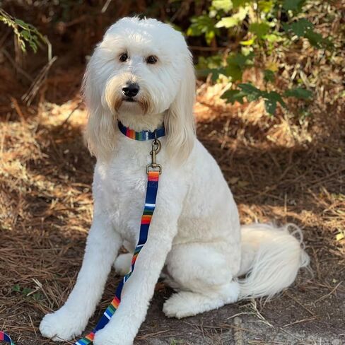 PENDLETON National Park Adventure Collar in Saudi Arabia
