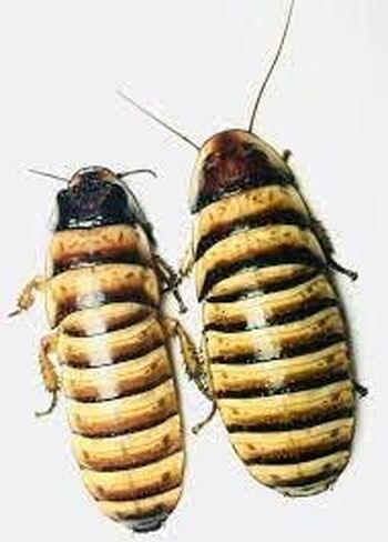 زوج من صرصور الهالوين مدغشقر (Elliptorhina Javanica) بواسطة Honeybees100 in Saudi Arabia