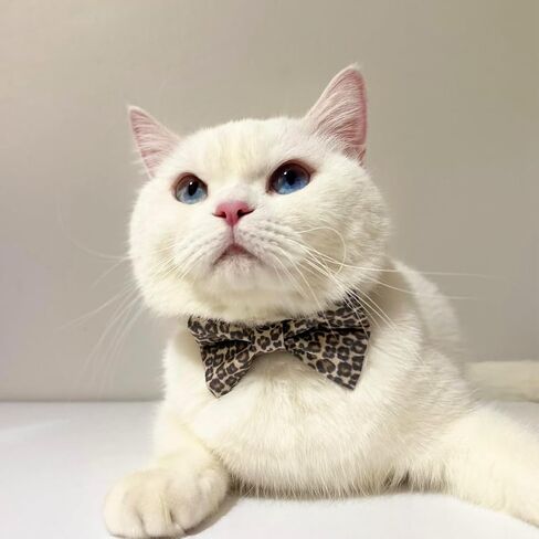 Cat Collar, 3-in-1 Cat Collar, Adjustable, Handmade Cotton, Bowtie & Ribbon Design (Leopard, Multicolor) in Saudi Arabia