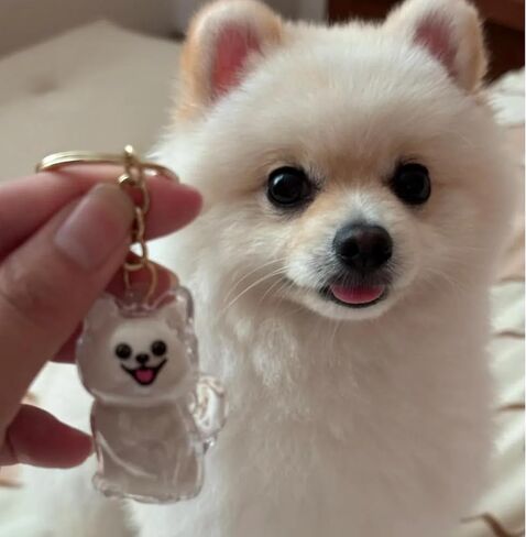 سلاسل مفاتيح لزجاجة تخزين شعر الكلب، هدية تذكارية لهواة التجميع، تذكار من فراء الحيوانات الأليفة 5 قطع مع 1 قطعة سلسلة مفاتيح بإطار معدني للصور (مزيج من الكلاب) in Kuwait