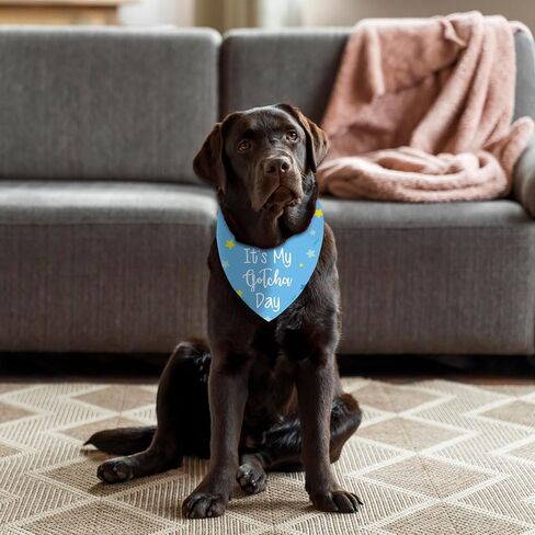 It's My Gotcha Day Dog Bandana، لوازم حفلات أعياد الميلاد، دعائم الصور للحيوانات الأليفة، وشاح مثلث لطيف ومضحك للكلاب المتوسطة الكبيرة، هدايا لمحبي الكلاب (أزرق) in Kuwait