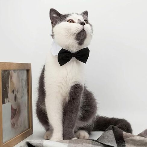 Pet Collar with Bow Tie Decoration, Adjustable Full Length 13 Inches, Perfect for Small and Medium Dogs. in Saudi Arabia