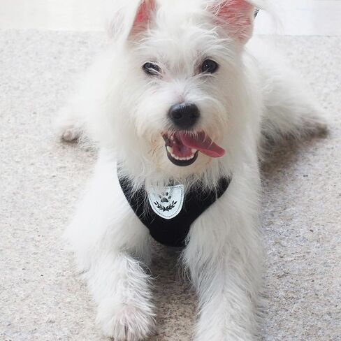 Pet Dog Vest Harnesses Puppy Cotton Polyester Adjustable Dog Mesh Harness Travel Chest Strap Vest Reflective (Black, L) in Saudi Arabia