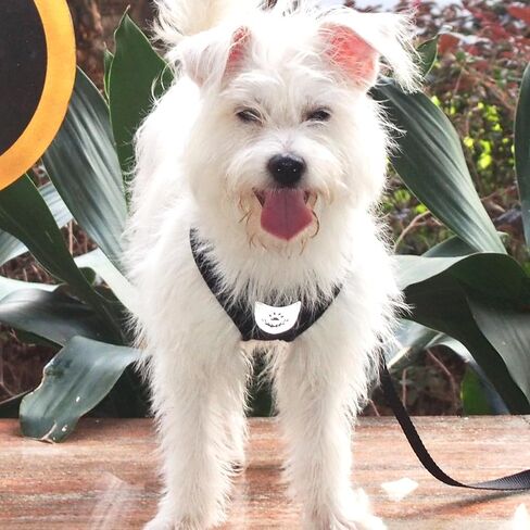Pet Dog Vest Harnesses Puppy Cotton Polyester Adjustable Dog Mesh Harness Travel Chest Strap Vest Reflective (Black, L) in Saudi Arabia