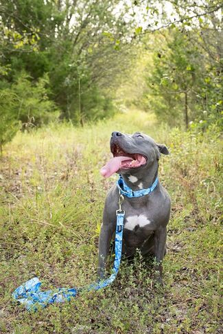 Country Brook Petz - Mountain Viper Camo Dog Leash - Camouflage Collection Featuring Rugged Designs (6 Foot, 1 Inch Wide) in Saudi Arabia