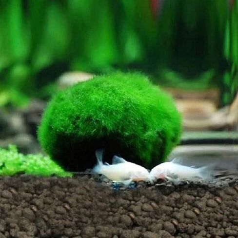 3-4cm Balls Live Aquarium Plant Algae Fish Shrimp Tank Ornament Simulation Green Algae Balls Artificial Plant in Saudi Arabia