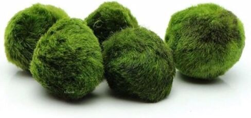 3-4cm Balls Live Aquarium Plant Algae Fish Shrimp Tank Ornament Simulation Green Algae Balls Artificial Plant in Saudi Arabia