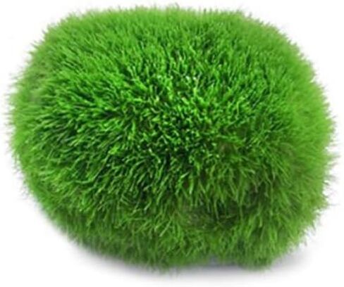 3-4cm Balls Live Aquarium Plant Algae Fish Shrimp Tank Ornament Simulation Green Algae Balls Artificial Plant in Saudi Arabia