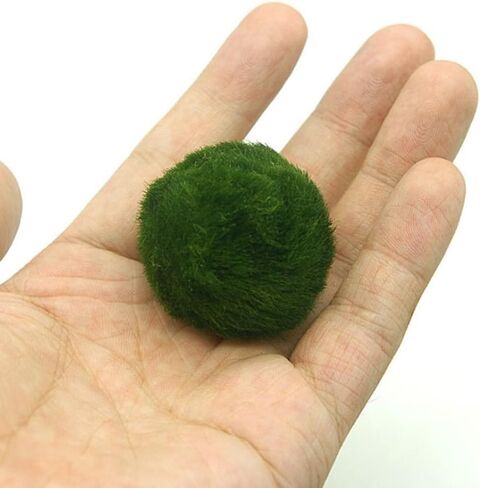 3-4cm Balls Live Aquarium Plant Algae Fish Shrimp Tank Ornament Simulation Green Algae Balls Artificial Plant in Saudi Arabia
