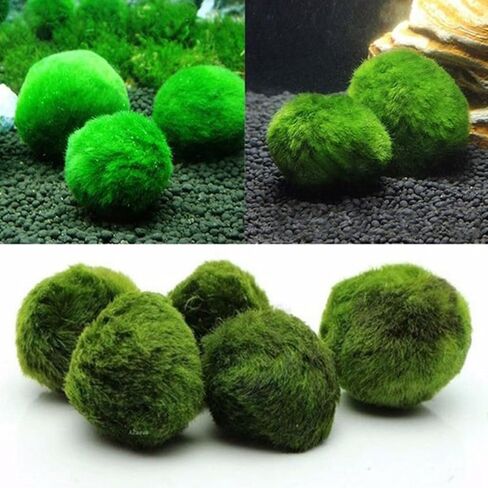 3-4cm Balls Live Aquarium Plant Algae Fish Shrimp Tank Ornament Simulation Green Algae Balls Artificial Plant in Saudi Arabia