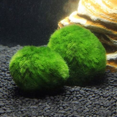 3-4cm Balls Live Aquarium Plant Algae Fish Shrimp Tank Ornament Simulation Green Algae Balls Artificial Plant in Saudi Arabia