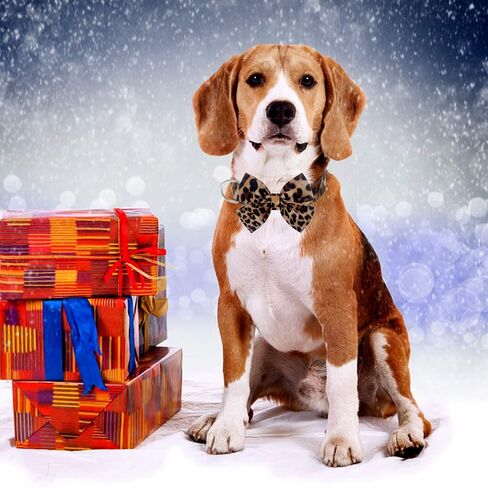Dog Collar with Bow, Cotton & Webbing, Detachable Bowtie Dog Collar, Adjustable Dog Collars and Leash for Small Medium Large Dogs (Medium, Leopard Print) in Kuwait