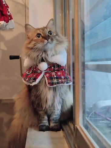 Christmas Pet Cape Warm Scarf for Winter - No Bell Design, Adjustable 12-14 Inch Festive Puppy Kitten Cloak for Extra Dogs & Cats, Lightweight Holiday Costume for Photos & Parties in Saudi Arabia