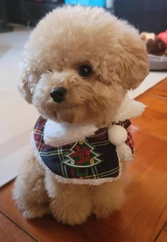 Christmas Pet Cape Warm Scarf for Winter - No Bell Design, Adjustable 12-14 Inch Festive Puppy Kitten Cloak for Extra Dogs & Cats, Lightweight Holiday Costume for Photos & Parties in Saudi Arabia