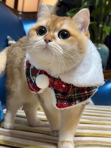 Christmas Pet Cape Warm Scarf for Winter - No Bell Design, Adjustable 12-14 Inch Festive Puppy Kitten Cloak for Extra Dogs & Cats, Lightweight Holiday Costume for Photos & Parties in Saudi Arabia