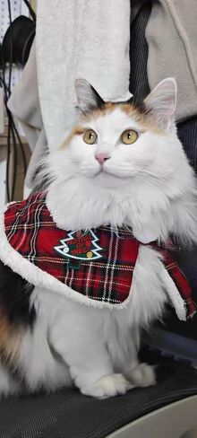 Christmas Pet Cape Warm Scarf for Winter - No Bell Design, Adjustable 12-14 Inch Festive Puppy Kitten Cloak for Extra Dogs & Cats, Lightweight Holiday Costume for Photos & Parties in Saudi Arabia