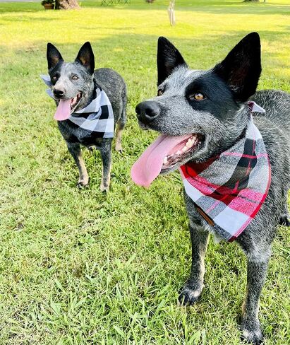 Sammy's Sew Shop Montana Plaid Dog Bandana - منقوش باللون الأحمر والأسود والأبيض، ربطة خلفية، قماش فلانيل فاخر، تصميم فريد، مصنوع يدويًا في الولايات المتحدة الأمريكية، مقاس متوسط in Kuwait