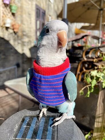 Bird Clothes - Handmade Cotton Stripe Shirt Round Collar Sweater Flight Suit for Parrots African Greys Parakeet Cockatiel Sun Conure Christmas Halloween Cosplay Apparel Bird Supplies (L,Orange) in Saudi Arabia