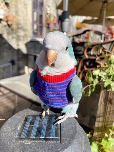 Bird Clothes - Handmade Cotton Stripe Shirt Round Collar Sweater Flight Suit for Parrots African Greys Parakeet Cockatiel Sun Conure Christmas Halloween Cosplay Apparel Bird Supplies (L,Orange) in Saudi Arabia