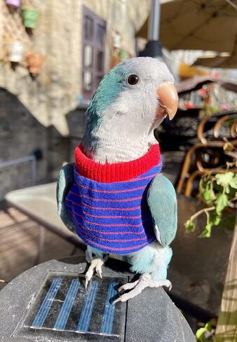Bird Clothes - Handmade Cotton Stripe Shirt Round Collar Sweater Flight Suit for Parrots African Greys Parakeet Cockatiel Sun Conure Christmas Halloween Cosplay Apparel Bird Supplies (L,Orange) in Saudi Arabia