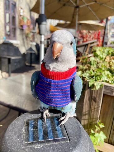 Bird Clothes - Handmade Cotton Stripe Shirt Round Collar Sweater Flight Suit for Parrots African Greys Parakeet Cockatiel Sun Conure Christmas Halloween Cosplay Apparel Bird Supplies (L,Orange) in Saudi Arabia