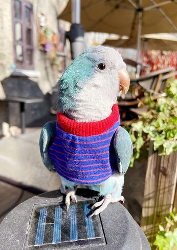 Bird Clothes - Handmade Cotton Stripe Shirt Round Collar Sweater Flight Suit for Parrots African Greys Parakeet Cockatiel Sun Conure Christmas Halloween Cosplay Apparel Bird Supplies (L,Orange) in Saudi Arabia