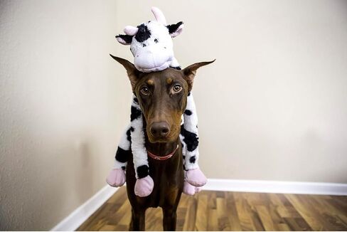 Large Extra Long Legs Over Sized Plush Animal Themed Dog Toys 27 inch Multiple Squeakers (Black and White Cow) in Saudi Arabia