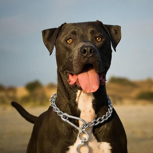 Dog Chain Collar, Silver Stainless Steel Metal Chew Proof Dog Collars Adjustable Walking Training Puppy Collar Choker Chain for Small Medium Dogs (Small) in Saudi Arabia