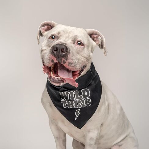 Wild Thing Lightning Bolt Trendy Neon Dog Bandana (ألوان نيون متنوعة) (أسود، مقاس واحد) in Saudi Arabia
