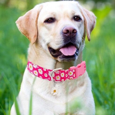 Fashion Art Patterned Pet Collar Adjustable for Dogs Adjustable Buckle Dog Collar in Saudi Arabia