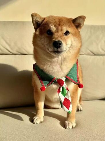 Christmas Dog Tie, Adjustable Scarf, Suitable for Small and Medium-Sized Pets, Party and Family Photos (Deep Red,XL(45-55cm)) in Saudi Arabia