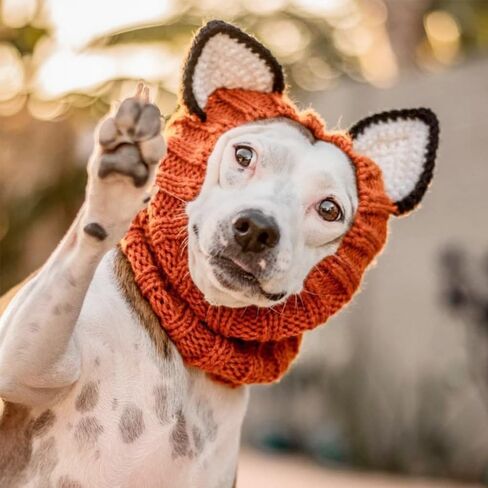 Knit Ear Wrap Snoods Dog Fox Costume Halloween Christmas Fox Ear Covers Hood for Small Medium Pet(S) in Saudi Arabia