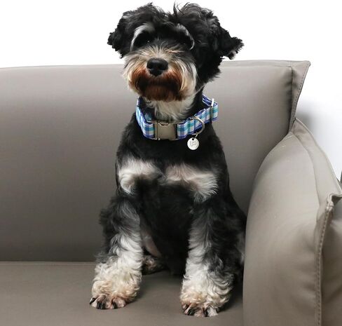 طوق الكلاب القديس باتريك ، طوق لاكي كلوفر للحيوانات الأليفة مع إطلاق سريع ، طوق جرو شامروك مريح قابل للتعديل للكلاب الصغيرة المتوسطة والكبيرة in Kuwait