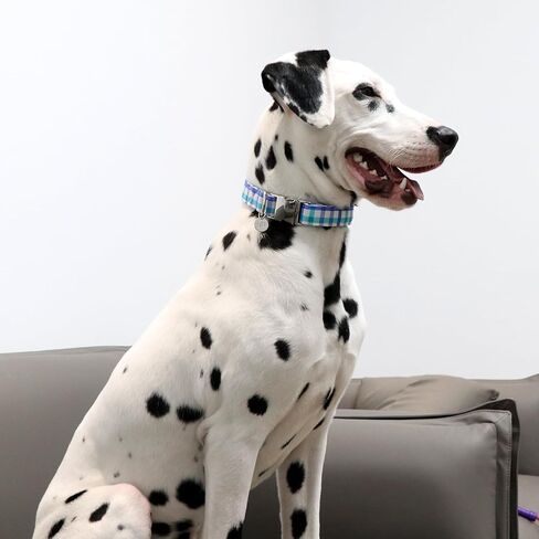 طوق الكلاب القديس باتريك ، طوق لاكي كلوفر للحيوانات الأليفة مع إطلاق سريع ، طوق جرو شامروك مريح قابل للتعديل للكلاب الصغيرة المتوسطة والكبيرة in Kuwait