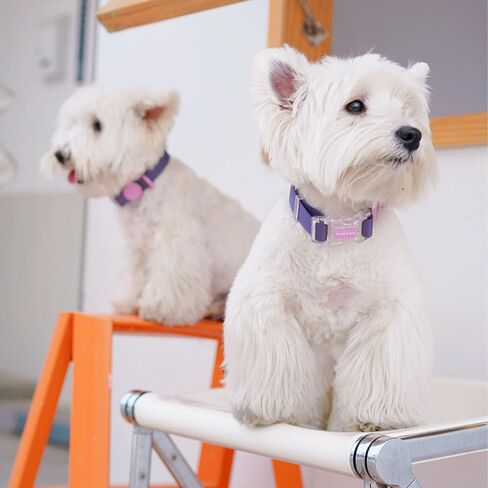 Waterproof, Fashionable, Durable,Adjustable Dog Collarfor Small Medium Large Dogs (Rose Red,L) in Saudi Arabia
