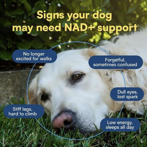 NAD+ Precursor Supplement for Dogs – Senior Dog Muscle, Heart & Cognitive Support – with Nicotinamide Riboside, Collagen & Bone Broth – 4.48 oz Powder in Saudi Arabia