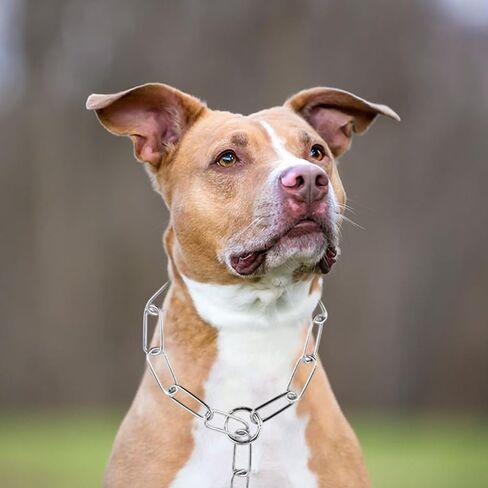 طوق كلب بسلسلة فضية، طوق معدني للتدريب، أطواق مارتينجال، سلاسل جرو للكلاب الصغيرة والمتوسطة والكبيرة مقاس XXS XS، مقاس M in Kuwait