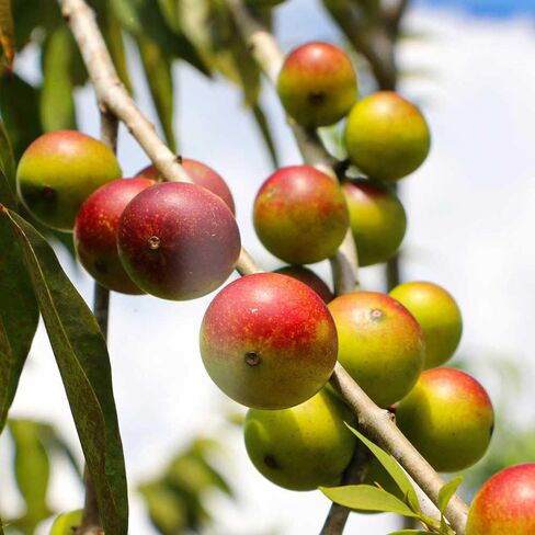 كبسولات Camu Camu l مصدر قوي لفيتامين C l معزز للجهاز المناعي l عضوي ومعتمد من التجارة العادلة l 100 حبة نباتية l غير معدلة وراثيًا وخالية من الغلوتين l أمازون الأنديز in Kuwait
