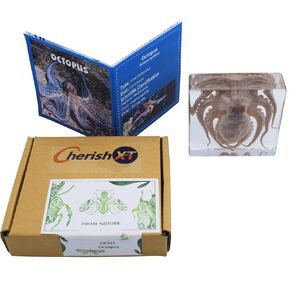 Taxidermy Octopus, Real Octopus Specimen Animal Specimens in Resin for Science Classroom Science Education