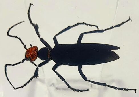 37 مم نمل ويفر حقيقي في عينة من راتنج وسيت شفاف كريستالي محفوظ، مجموعة الحرف اليدوية لغوص الحشرات من أجل تعليم علم الأحياء، لوازم عرض الزينة المكتبية in Kuwait