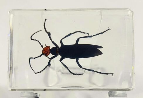 37 مم نمل ويفر حقيقي في عينة من راتنج وسيت شفاف كريستالي محفوظ، مجموعة الحرف اليدوية لغوص الحشرات من أجل تعليم علم الأحياء، لوازم عرض الزينة المكتبية in Kuwait