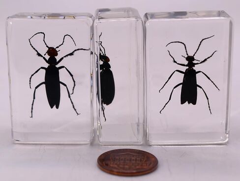 37 مم نمل ويفر حقيقي في عينة من راتنج وسيت شفاف كريستالي محفوظ، مجموعة الحرف اليدوية لغوص الحشرات من أجل تعليم علم الأحياء، لوازم عرض الزينة المكتبية in Kuwait