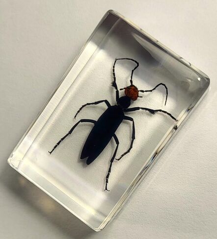 37 مم نمل ويفر حقيقي في عينة من راتنج وسيت شفاف كريستالي محفوظ، مجموعة الحرف اليدوية لغوص الحشرات من أجل تعليم علم الأحياء، لوازم عرض الزينة المكتبية in Kuwait