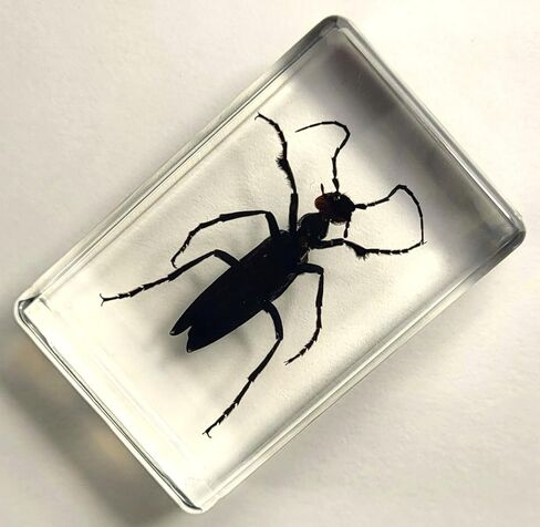 37 مم نمل ويفر حقيقي في عينة من راتنج وسيت شفاف كريستالي محفوظ، مجموعة الحرف اليدوية لغوص الحشرات من أجل تعليم علم الأحياء، لوازم عرض الزينة المكتبية in Kuwait