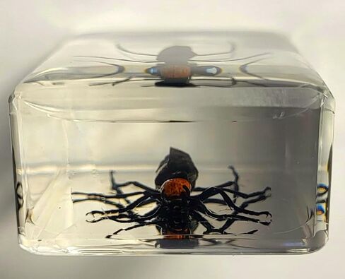 37 مم نمل ويفر حقيقي في عينة من راتنج وسيت شفاف كريستالي محفوظ، مجموعة الحرف اليدوية لغوص الحشرات من أجل تعليم علم الأحياء، لوازم عرض الزينة المكتبية in Kuwait