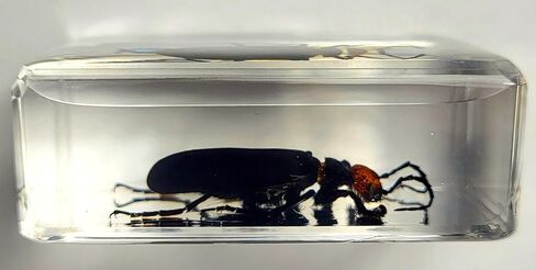 37 مم نمل ويفر حقيقي في عينة من راتنج وسيت شفاف كريستالي محفوظ، مجموعة الحرف اليدوية لغوص الحشرات من أجل تعليم علم الأحياء، لوازم عرض الزينة المكتبية in Kuwait