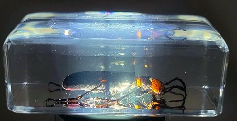 37 مم نمل ويفر حقيقي في عينة من راتنج وسيت شفاف كريستالي محفوظ، مجموعة الحرف اليدوية لغوص الحشرات من أجل تعليم علم الأحياء، لوازم عرض الزينة المكتبية in Kuwait