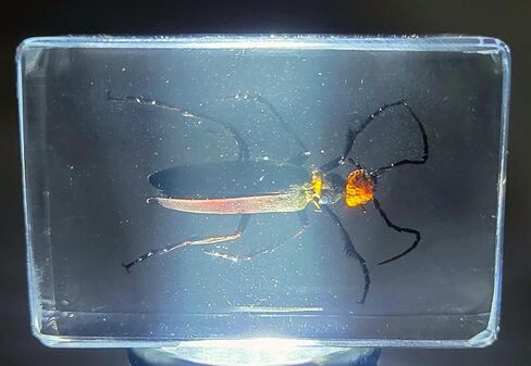 37 مم نمل ويفر حقيقي في عينة من راتنج وسيت شفاف كريستالي محفوظ، مجموعة الحرف اليدوية لغوص الحشرات من أجل تعليم علم الأحياء، لوازم عرض الزينة المكتبية in Kuwait