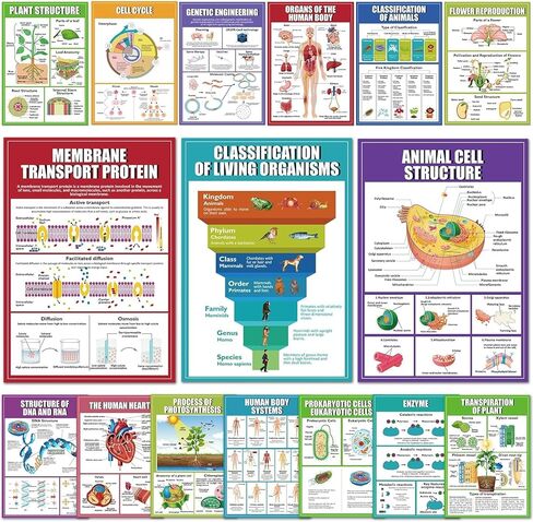 Eggsun 16 PCS النظم الإيكولوجية الملصقات العلمية لزخارف الفصول الدراسية للمدارس الثانوية ، 11 × 16 وعلم علم البيئة مخططات للمعلمين لوازم المدارس المتوسطة الدراسية ديكور الجدار in Kuwait