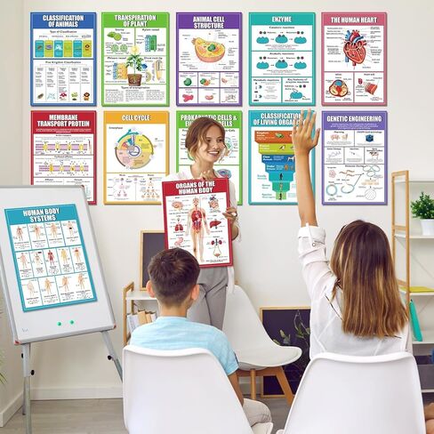 Eggsun 16 PCS النظم الإيكولوجية الملصقات العلمية لزخارف الفصول الدراسية للمدارس الثانوية ، 11 × 16 وعلم علم البيئة مخططات للمعلمين لوازم المدارس المتوسطة الدراسية ديكور الجدار in Kuwait